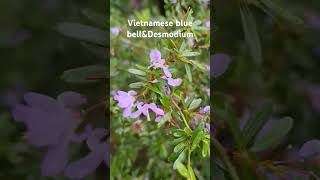 Desmodium plants [upl. by Noffihc]