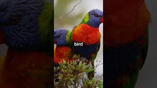 Lorikeet Facts That Will Blow Your Mind fascinatingcreatures amazingfacts animals facts [upl. by Cadel]