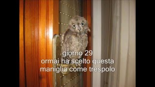 La storia del piccolo assiolo quotUgoquot  The story of the little otus scops quotUgoquot [upl. by Llerat]