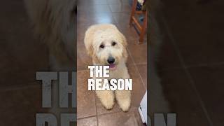 I Want To Be The One dog goldendoodle puppy doglover pets [upl. by Behka]