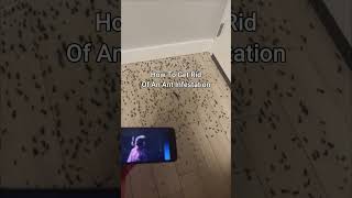 KSI New Song Gets Rid Of Ant Infestation 😭 shorts [upl. by Alletsirhc]