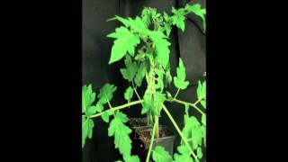 Phytophthora capsici infects tomato plants [upl. by Nnewg]