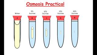 CCEA GCSE Biology Unit 2 Osmosis and plant transport 2 osmosis experiments [upl. by Llennej]