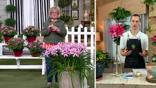 Robertas 3Piece Amarine Hybrid Live Bulbs on QVC [upl. by Ahmar]