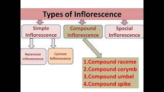 Part 05 Inflorescence  Compound Inflorescence and Its types  Compound Umbel Raceme Corymb Spike [upl. by Odareg]