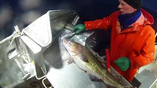 Todays Skrei Catch by Bjørkåsbuen  Long Line Fishing  Norway [upl. by Onahpets]