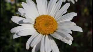 Margerite Leucanthemum Flower ✔ [upl. by Milton958]