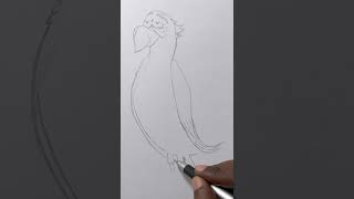 Delroy drawing shorts trending delroy migration movie red parrot macaw jamaican [upl. by Cirtap888]