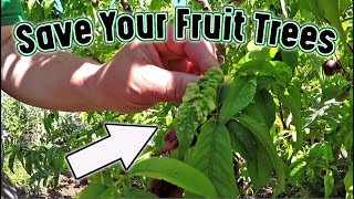 If Your Fruit Tree Has This On Its Leaves Heres What You Can Do Right Now [upl. by Thrasher]