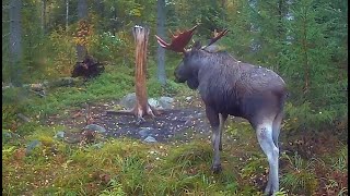 Old antler crowned moose and young boy moose meet at the mineral rock [upl. by Dan]