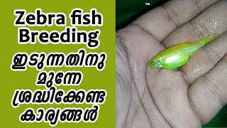 Zebra Fish Breeding and Conditioning Method [upl. by Iams]