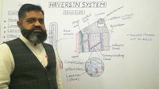 Haversian system English medium profmasoodfuzail Components of Haversian System  Spongy Bone [upl. by Micki956]