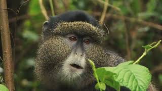 Golden Monkey Trekking in Mgahinga Gorilla National Park  All Uganda Safaris [upl. by Nets]