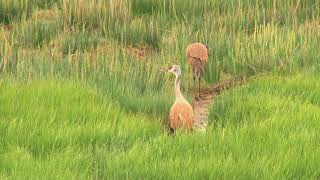 Puddler Spring 2018 Sandhill Cranes [upl. by Eudosia393]