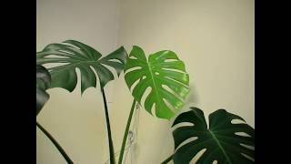 The birth of a young Monstera Deliciosa leaf time lapse [upl. by Hagerman]