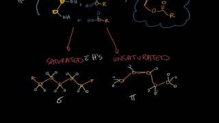 Lipids Storage and triglycerols [upl. by Heddi]