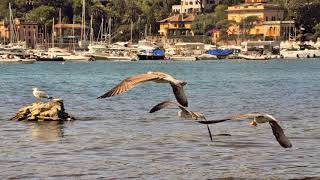 La città di Rapallo Italy [upl. by Ragg]