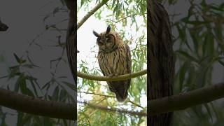 Regurgitando una egagrópila 🦉 buho stripedowl wildlifephotography [upl. by Gwenette779]