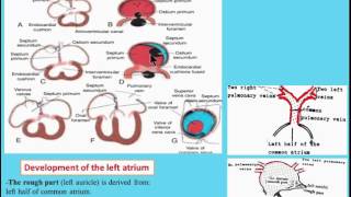 CVS 7 Development of the Interatrial septum [upl. by Comfort]