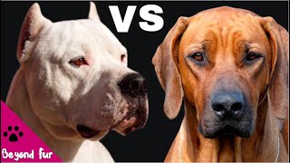 Rhodesian Ridgeback vs Dogo ArgentinoInsane Lion and Puma Hunter Dogs [upl. by Ettelloc]