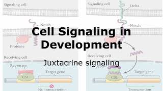 Juxtacrine Signaling and Development [upl. by Ena]