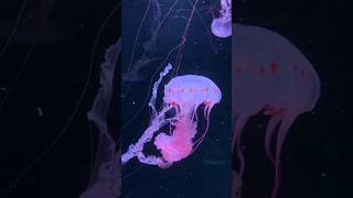 jellyfish amazingfacts interestingfacts tamil ocean new trending dastan latest facts fact [upl. by Ennahtur691]