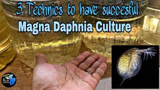 3 Things you need to know for succesful Magna Daphnia Culture  Tagalog ambagserye [upl. by Yaluz88]