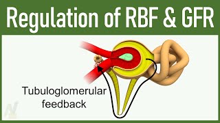 09 Regulation of GFR and RBF Glomerular Filtration Rate and Renal Blood Flow [upl. by Colby]