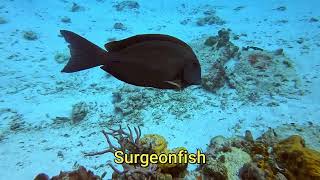 The Villages Scuba Club Cozumel Ep4 [upl. by Bouchard571]