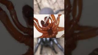 Funnel web spider 🕷️ 🕷️ venom  spiders spidervenom hearttransformation australia venomous [upl. by Simson]