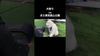 犬動画 マルプー マルチーズmaltipoo 元保護犬 shorts short 癒し動画 癒し動画犬 犬祭り 犬イベント 犬マルシェ マルシェ 愛犬とお出かけ [upl. by Hardin627]