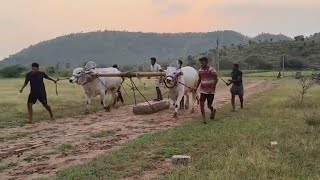 Ongole Bulls Race practice youtubeshorts [upl. by Kiryt288]