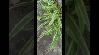 Spider plant youtubeshorts viralshort [upl. by Sabba]