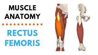 Rectus Femoris  Muscle Anatomy  Joetherapy [upl. by Hnilym]