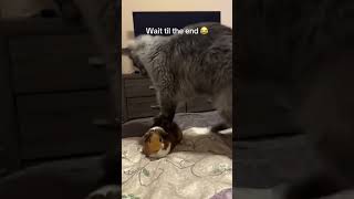 Feline Pet Massage 😂 funny funnyanimals dog pets [upl. by Ailicec]