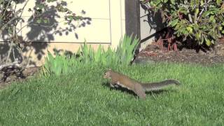 Squirrel jumping in slow motion [upl. by Fredel574]