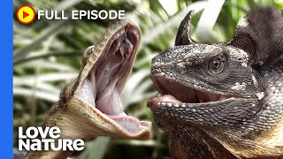 Snake vs Lizard The Cold Blooded Battle  Secrets of Wild Australia Ep101 [upl. by Ecyt]