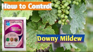 Downy Mildew in Grapes  Best Fungicide for Downy Mildew [upl. by Haceber]