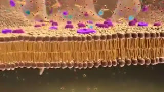 CellularBiology  • • INTESTINAL ABSORPTION •  Membrane  Transport • [upl. by Novanod]