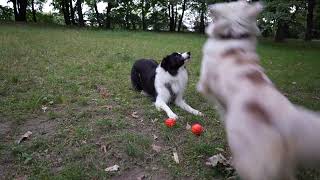 Latające piłki border collie vs owczarek australijski latajacepilki bordervsaussie [upl. by Ruben]