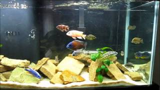 Beginners Guide to Identifying African Cichlids [upl. by Telrats]