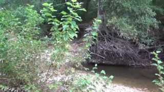 Shoal Creek Tour Erosion of Live Oak Tree Root System [upl. by Selene]