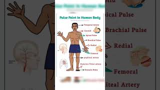 9 Pulse Point Name🩺📚👨‍⚕️  Pulses Point Name  shortvideo viralreels nursingstudent153 [upl. by Iggep942]