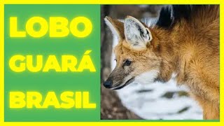 LOBO GUARA DO BRASIL [upl. by Naashar993]