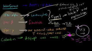 Immunology  Interferons [upl. by Festus586]