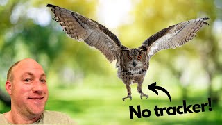 Flying an Eagle owl free with no tracker [upl. by Guarino]