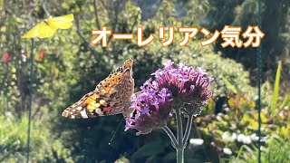 まるおの母 まるこの宿根草と低木の庭 2024 10 12 朝霧は、秋晴れの前兆❓ 今日も見事に晴れ上がり、蝶々天国。オーレリアンの庭を目指すおばさん、大満足です〜。ウラギンシジミ、撮りたかった〜😭 [upl. by Llerdnek]