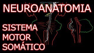 Aula Neuroanatomia  Sistema Motor Somático Vias Descendentes  Neuroanatomia Humana 4 [upl. by Lupe]