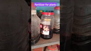 Super fertilizer for plants tamilshortsshortvideo home tamil fertilizer gardening [upl. by Asuncion102]