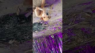 emotional Mere Dholna 30 Sonu NigamFrom bhool bhulaiyaa3 viralvideo doglover🐕celabration [upl. by Barvick630]